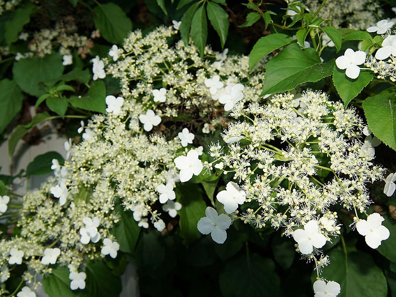 Hortensja pnąca